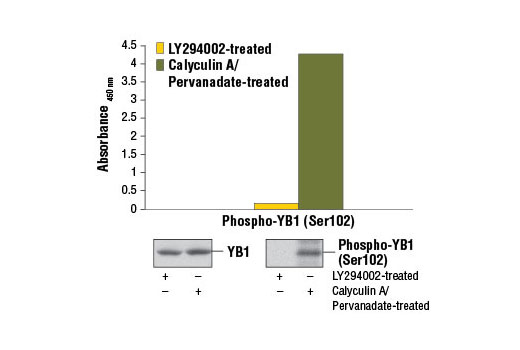 PathScan® Phospho-YB1 (Ser102) Sandwich ELISA Kit - 1 Kit