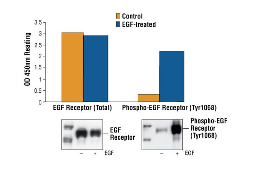 PathScan® Total EGF Receptor Sandwich ELISA Kit - 1 Kit