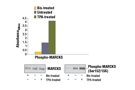 PathScan® Phospho-MARCKS (Ser152/156) Sandwich ELISA Kit - 1 Kit