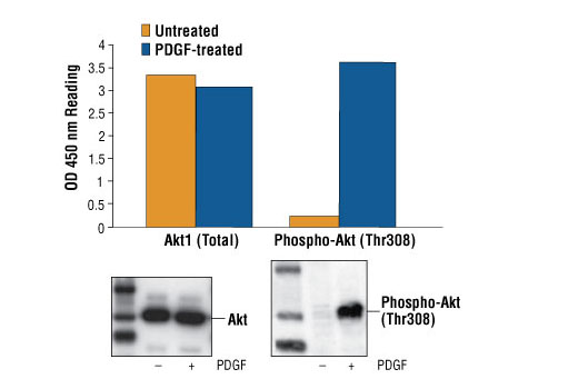 PathScan® Phospho-Akt (Thr308) Sandwich ELISA Kit - 1 Kit