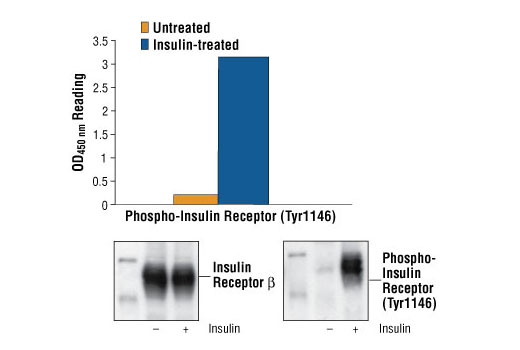 PathScan® Phospho-Insulin Receptor β (Tyr1146) Sandwich ELISA Kit - 1 Kit