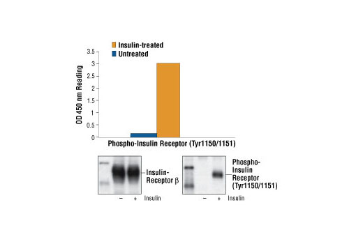 PathScan® Phospho-Insulin Receptor β (Tyr1150/1151) Sandwich ELISA Kit - 1 Kit