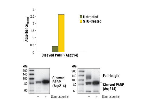 PathScan® Cleaved PARP (Asp214) Sandwich ELISA Kit - 1 Kit