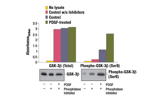 PathScan® Total GSK-3β Sandwich ELISA Kit - 1 Kit