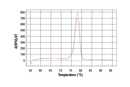 SimpleChIP® Mouse AFM Intron 2 Primers - 500 ul