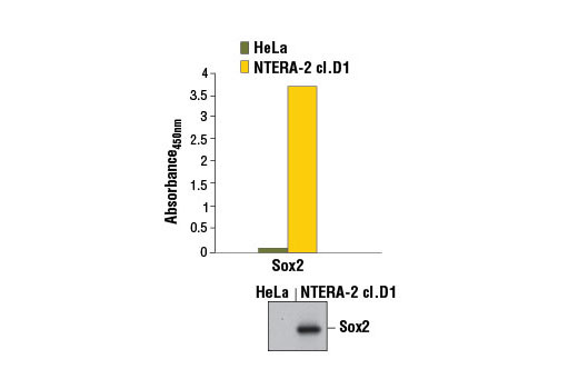 PathScan® Total Sox2 Sandwich ELISA Kit - 1 Kit