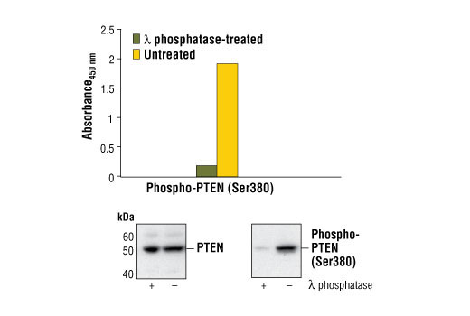 PathScan® Phospho-PTEN (Ser380) Sandwich ELISA Kit - 1 Kit