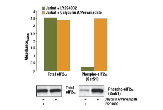 PathScan® Phospho-eIF2α (Ser51) Sandwich ELISA Kit - 1 Kit