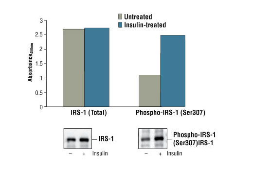 PathScan® Phospho-IRS-1 (Ser307) Sandwich ELISA Kit - 1 Kit