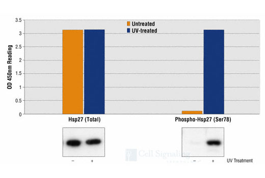 PathScan® Phospho-HSP27 (Ser78) Sandwich ELISA Kit - 1 Kit