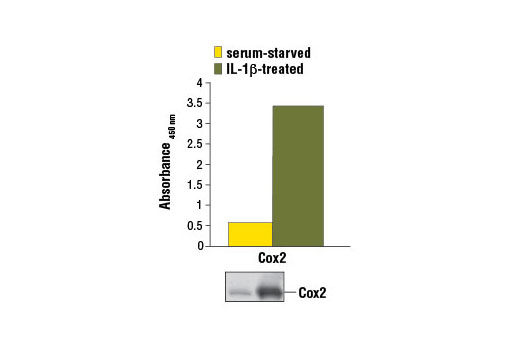 PathScan® Total Cox2 Sandwich ELISA Kit - 1 Kit