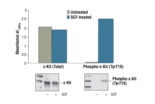 PathScan® Phospho-c-Kit (Tyr719) Sandwich ELISA Kit - 1 Kit