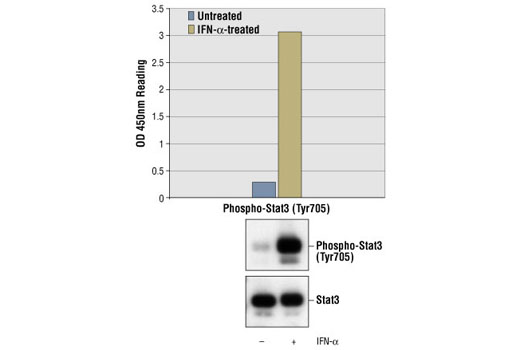 PathScan® Phospho-Stat3 (Tyr705) Sandwich ELISA Kit - 1 Kit