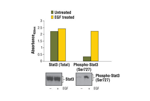 PathScan® Total Stat3 Sandwich ELISA Kit - 1 Kit