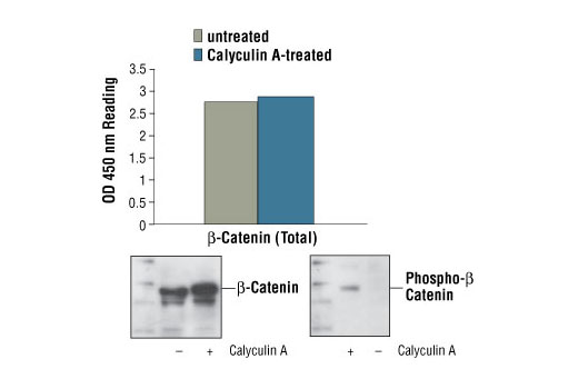 PathScan® Total β-Catenin Sandwich ELISA Kit - 1 Kit