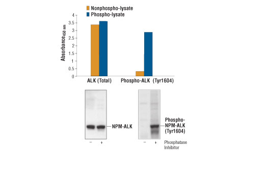 PathScan® Total ALK Sandwich ELISA Kit - 1 Kit