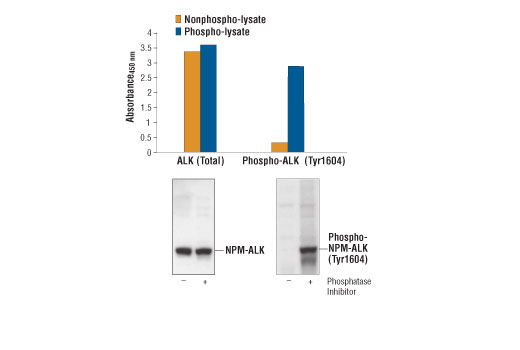 PathScan® Phospho-ALK (Tyr1604) Sandwich ELISA Kit - 1 Kit