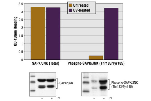 PathScan® Phospho-SAPK/JNK (Thr183/Tyr185) Sandwich ELISA Kit - 1 Kit