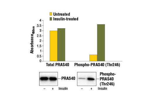 PathScan® Phospho-PRAS40 (Thr246) Sandwich ELISA Kit - 1 Kit