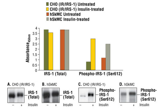 PathScan® Total IRS-1 Sandwich ELISA Kit - 1 Kit