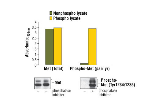 PathScan® Phospho-Met (panTyr) Sandwich ELISA Kit - 1 Kit