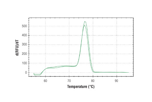 SimpleChIP® Human ADAM9 Intron 11 Primers - 500 ul