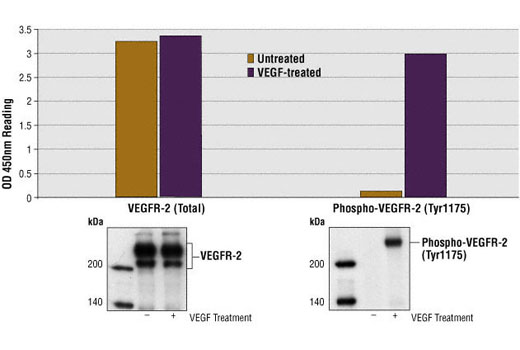 PathScan® Total VEGFR-2 Sandwich ELISA Kit - 1 Kit