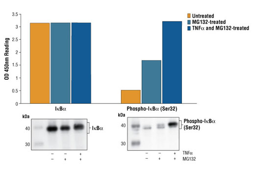 PathScan® Phospho-IκBα (Ser32) Sandwich ELISA Kit - 1 Kit