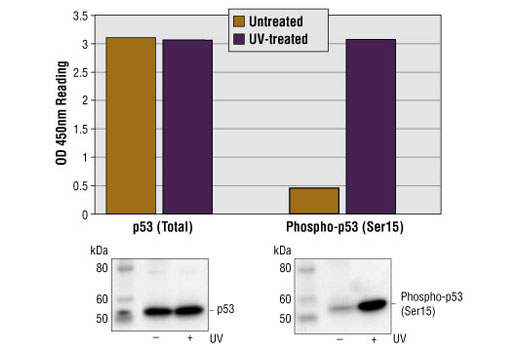 PathScan® Phospho-p53 (Ser15) Sandwich ELISA Kit - 1 Kit