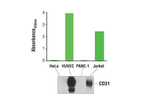 PathScan® Total CD31 (PECAM-1) Sandwich ELISA Kit - 1 Kit