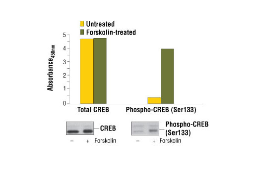 PathScan® Phospho-CREB (Ser133) Sandwich ELISA Kit - 1 Kit