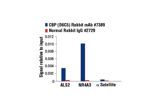 Lysine Acetyltransferase Antibody Sampler Kit - 1 Kit