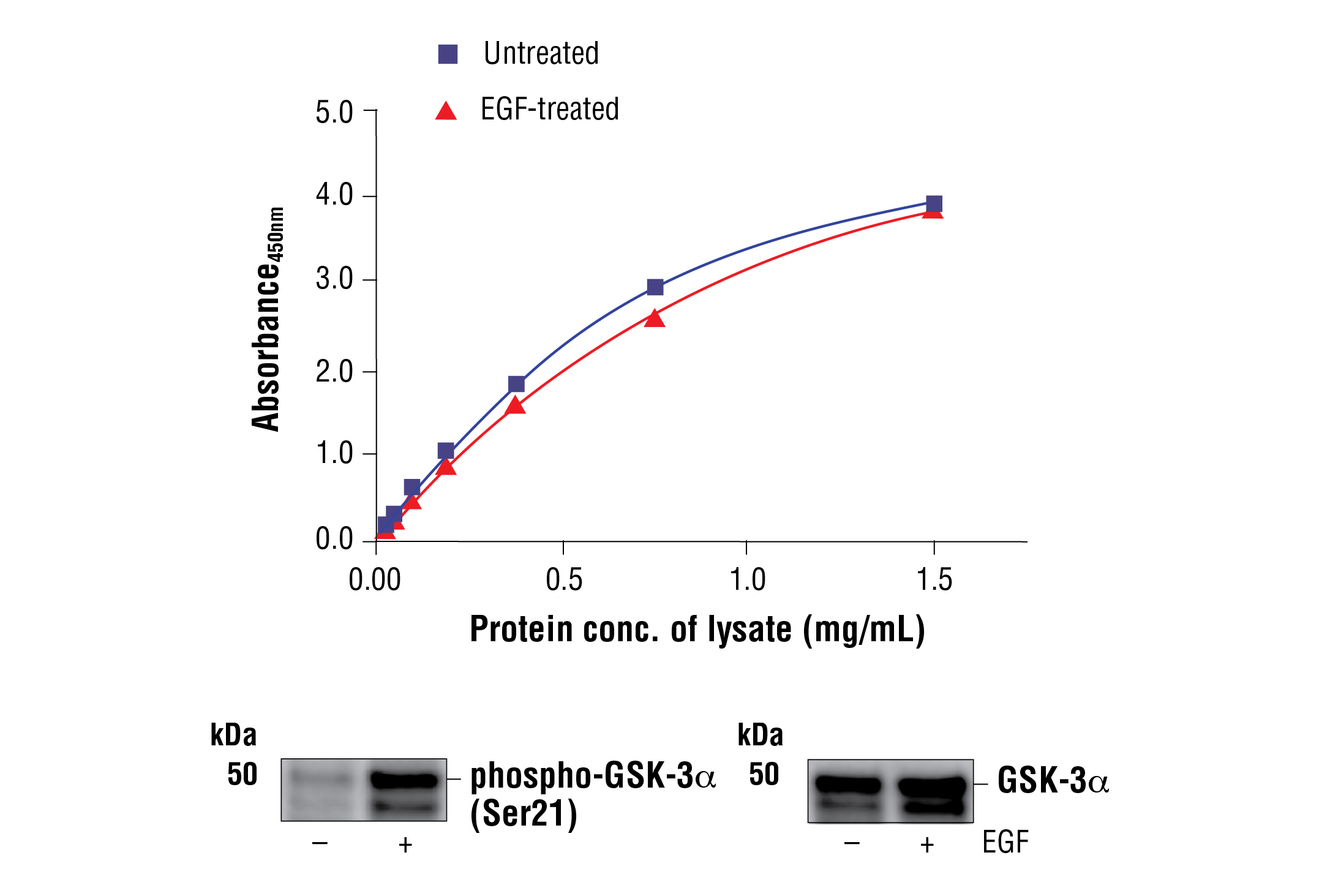 FastScan™ Total GSK-3α ELISA Kit - 1 Kit