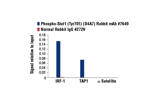 Phospho-Stat Antibody Sampler Kit - 1 Kit