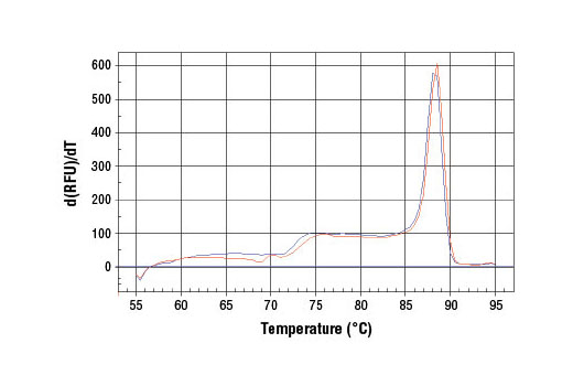 SimpleChIP® Human SLC19A2 Promoter Primers - 500 ul