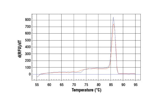 SimpleChIP® Human HoxA1 Intron 1 Primers - 500 ul