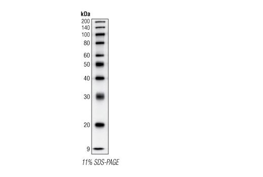 Biotinylated Protein Ladder Detection Pack - 650 ul