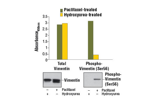 PathScan® Total Vimentin Sandwich ELISA Kit - 1 Kit