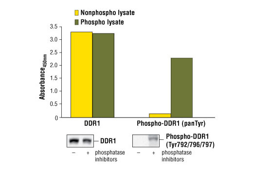 PathScan® Total DDR1 Sandwich ELISA Kit - 1 Kit