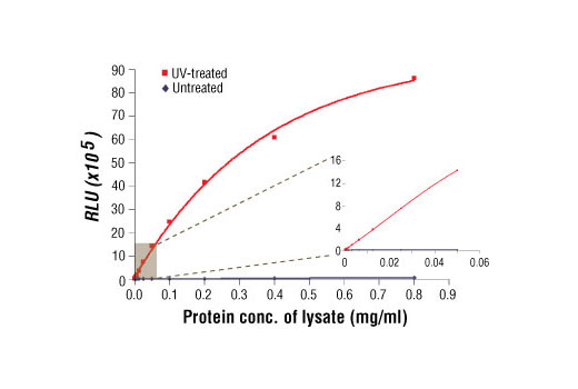 PathScan® Phospho-SAPK/JNK (Thr183/Tyr185) Chemiluminescent Sandwich ELISA Kit - 1 Kit