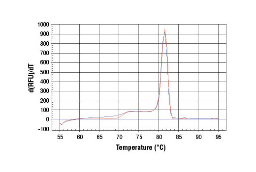 SimpleChIP® Human FKBP51 Intron 5 Primers - 500 ul