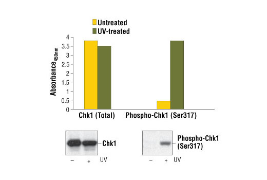 PathScan® Phospho-Chk1 (Ser317) Sandwich ELISA Kit - 1 Kit