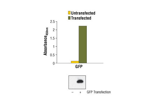 PathScan® Total GFP Sandwich ELISA Kit - 1 Kit