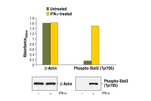 PathScan® Total β-Actin Sandwich ELISA Kit - 1 Kit