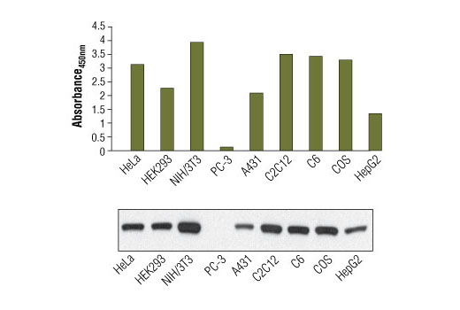 PathScan® Total PTEN Sandwich ELISA Kit - 1 Kit