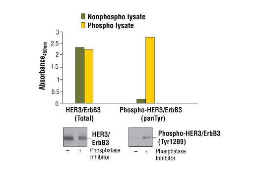 PathScan® Phospho-HER3/ErbB3 (panTyr) Sandwich ELISA Kit - 1 Kit