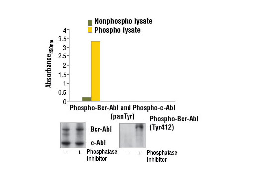 PathScan® Phospho-c-Abl (panTyr) Sandwich ELISA Kit - 1 Kit