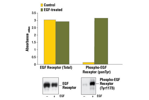 PathScan® Phospho-EGF Receptor (panTyr) Sandwich ELISA Kit - 1 Kit