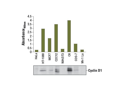 PathScan® Total Cyclin D1 Sandwich ELISA Kit - 1 Kit