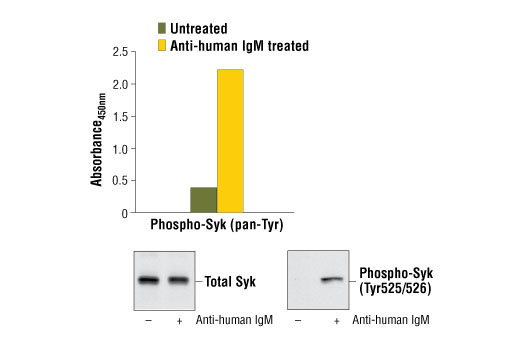 PathScan® Phospho-Syk (panTyr) Sandwich ELISA Kit - 1 Kit